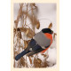 Grußkarte Vogelporträt: Gimpel im Winter